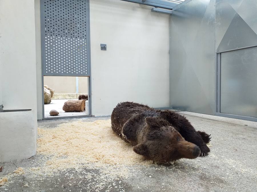 Fotos: Hallan un oso pardo en la localidad berciana de Palacios del Sil