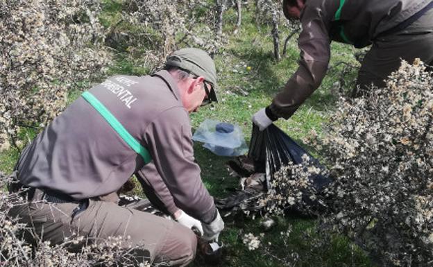 Dos agentes medioambientales recogen los restos del ave y estudian la zona. 