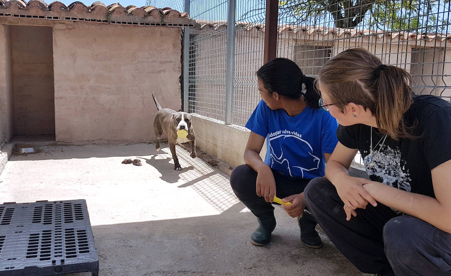 Los perros de las mal consideradas razas potencialmente peligrosas son los que más difícil tienen salir en adopción por la estigmatización a la que les ha condenado la ley. 