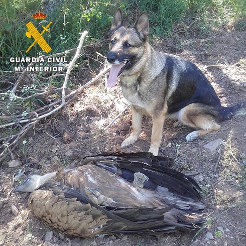 El perro de la de la Unidad de Detección de Venenos junto al buitre muerto. 
