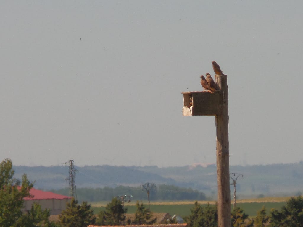 Pollos de cernícalo sobre caja nido instalada en Castilla y Leon por GREFA.