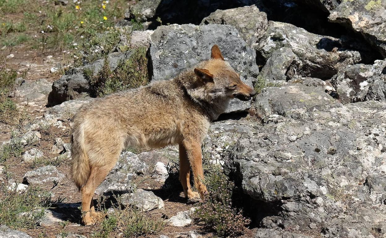 Lobo ibérico en Robledo (Zamora) 