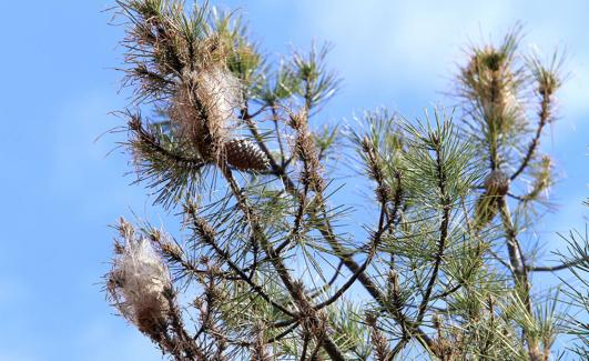 Imagen de archivo de nidos de procesionaria en pinos de Segovia. 