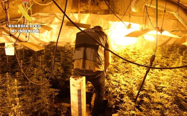 Interior de la vivienda con las plantas de marihuana. 