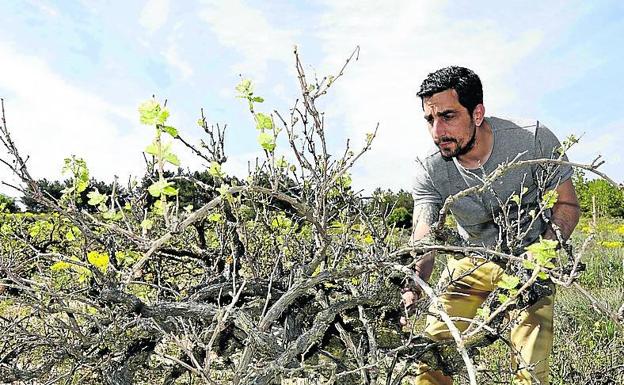 Muñoz junto a un viñedo prefiloxérico en Adrados.