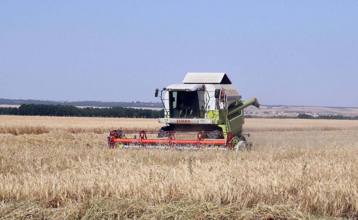 Una cosechadora, surcando el campo de Castilla y León.