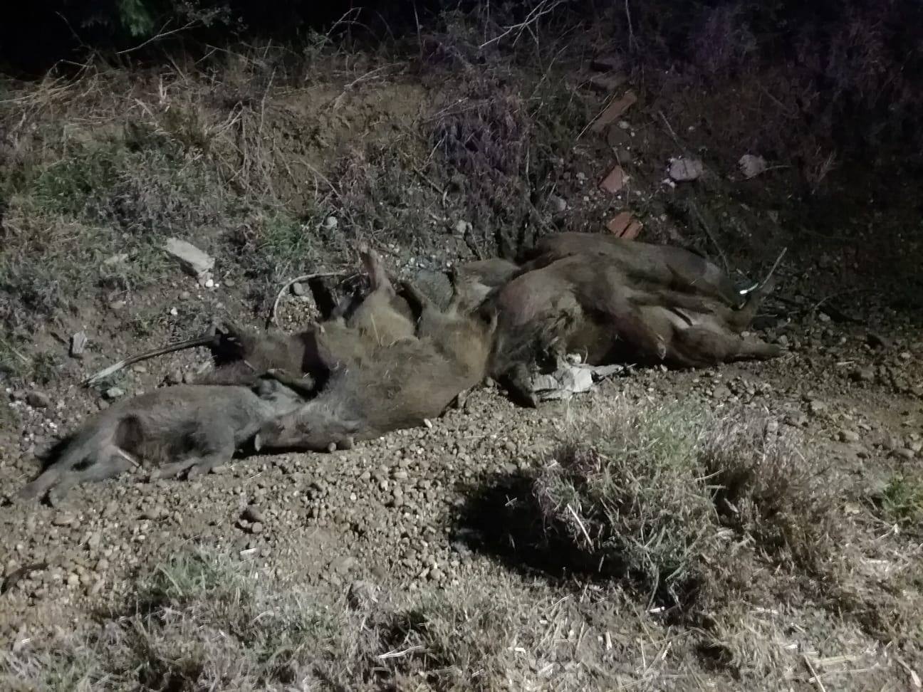 Los nueve jabalíes, en la cuneta tras el siniestro. 