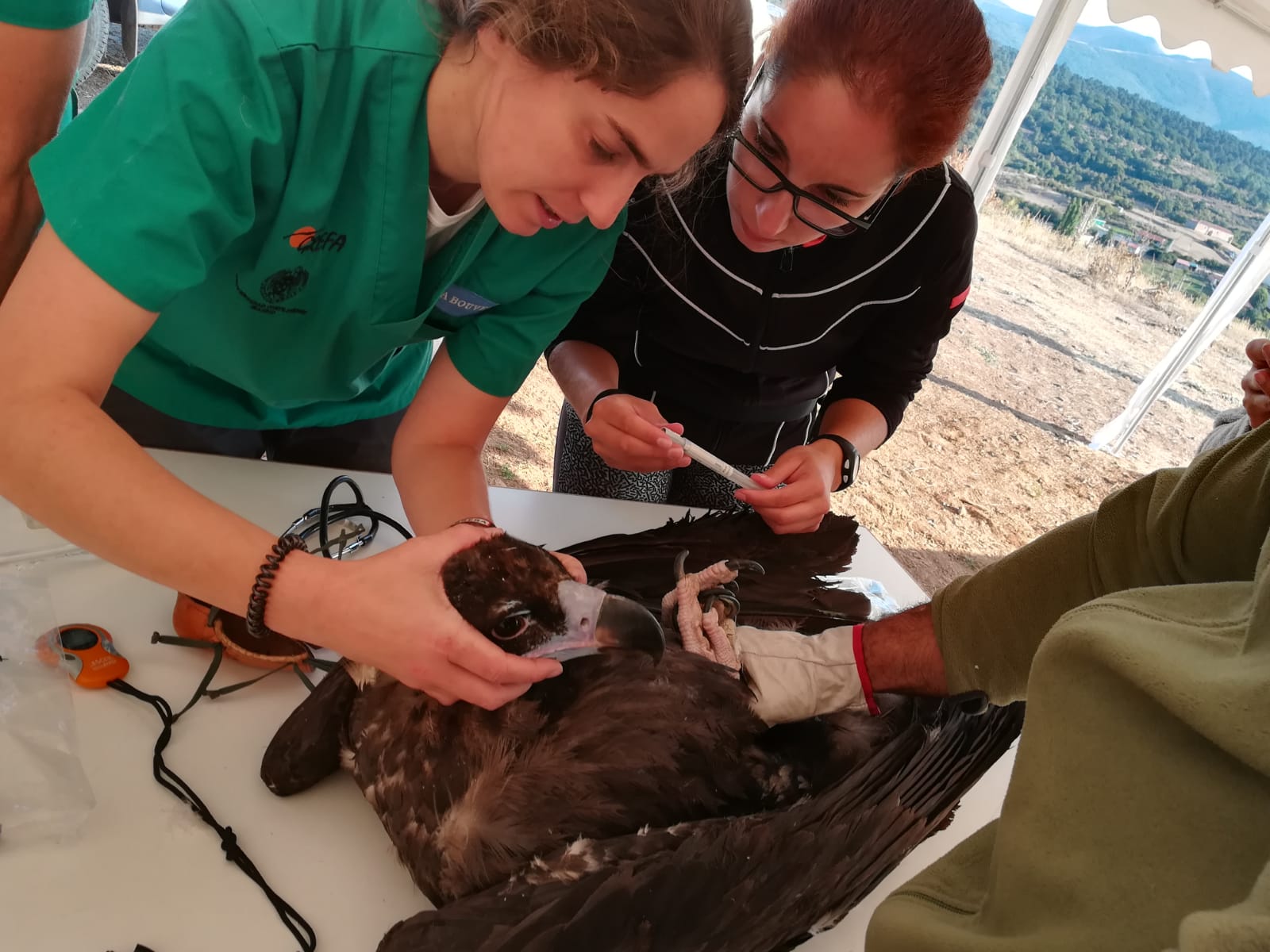 Una veterinaria chequea a uno de los buitres que va a ser marcado. 