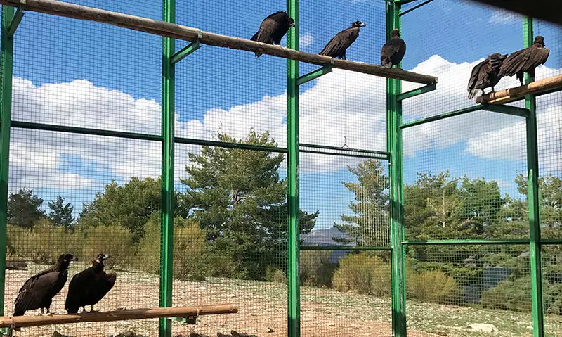 Desde que comenzase el proyecto Monachus de GREFA en este pueblo burgalés se han liberado más de 40 buitres negros que están formando colonia en la Sierra de la Demanda, donde no se reproducían desde hace más de 50 años