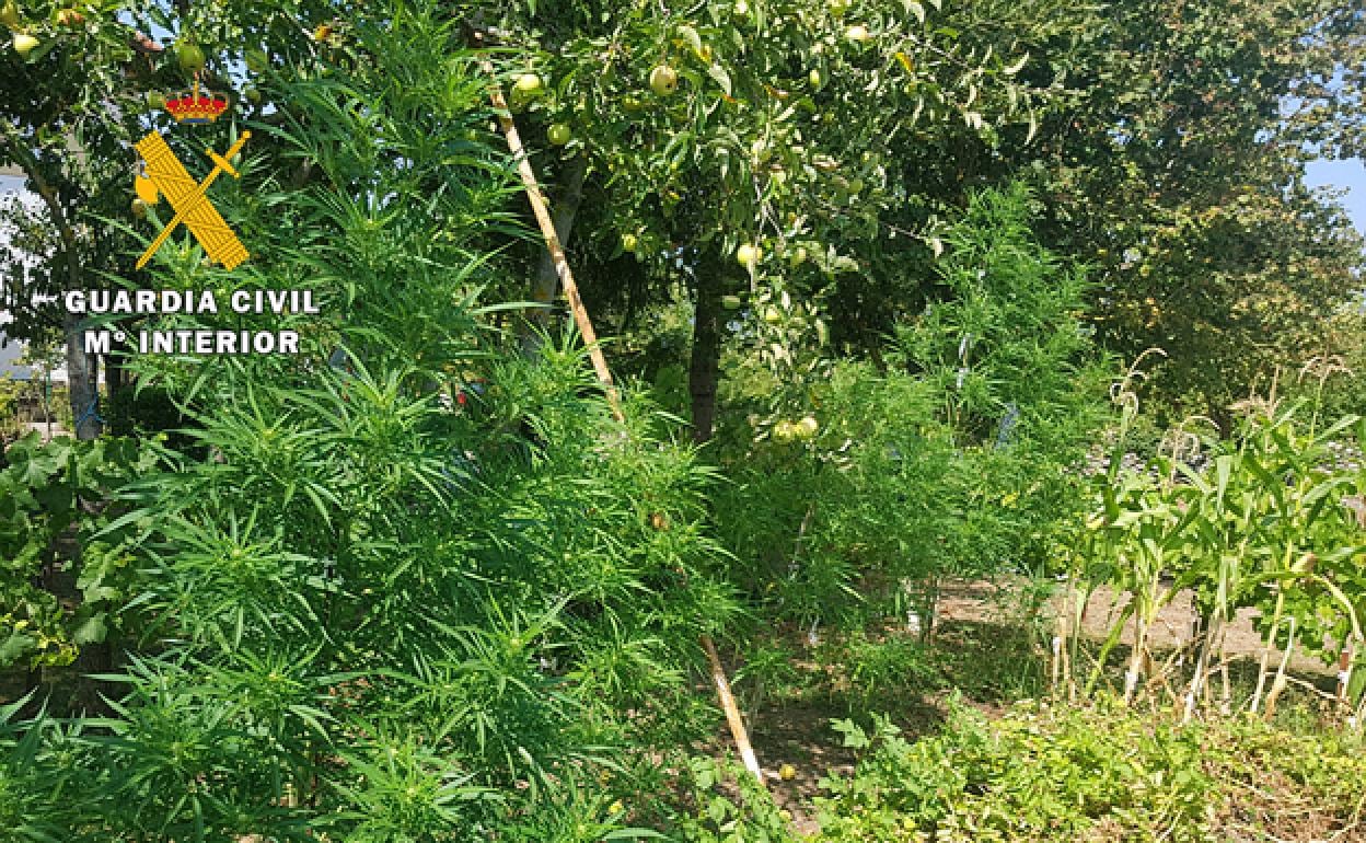 Plantación de marihuana incautada. 