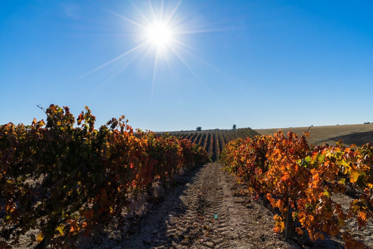 Fotos: El vino único con identificación digital