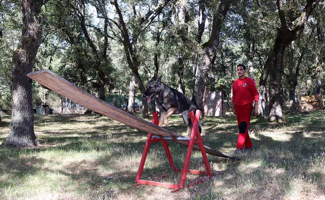 El entrenamiento de un perro de rescate exige muchas horas de dedicación y esfuerzo continuado