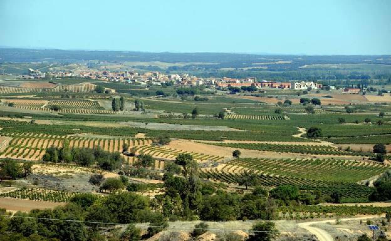 Viñedos de la Ribera del Duero. 