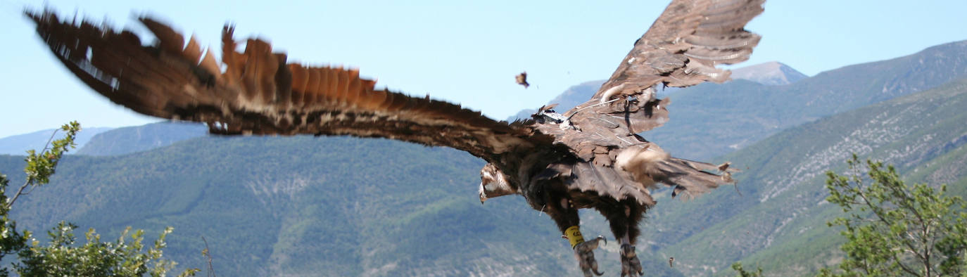 Un buitre negro, en el que se puede observar la anilla de la pata, sobrevuela en la Sierra de la Demanda. 