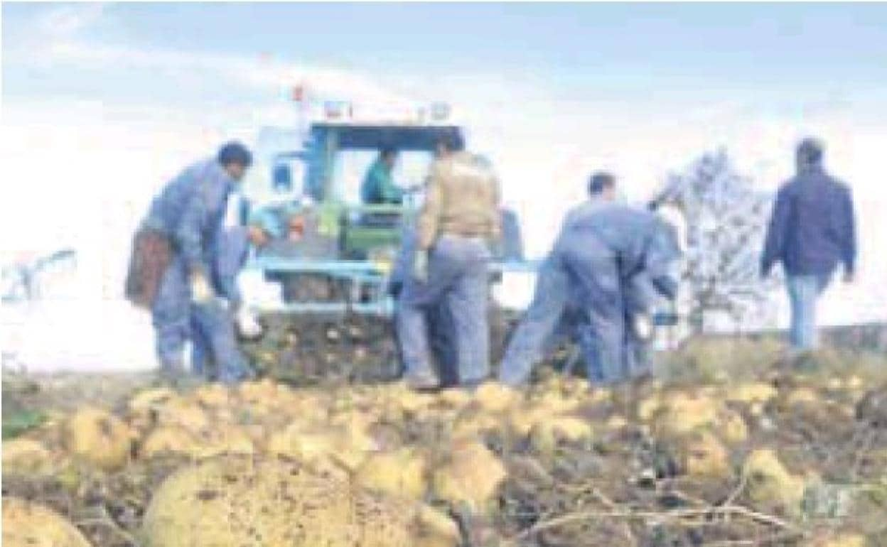 Una cuadrilla recoge patatas en la provincia de Valladolid. 