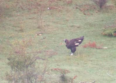 Imagen secundaria 1 - Un grupo de personas ha acudido a presenciar la liberación. Un momento curioso para observar a las aves ya que algunas hace años que no vuelan en libertad y otras ni siquiera saben hacerlo con soltura. 