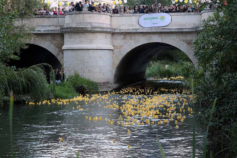 5.000 patos se han lanzado al río por dos buenas causas: colaborar con los proyectos de acceso al agua potable que lleva a cabo Amycos en Bolivia y el mantenimiento del comedor y la casa de acogida de las Hijas de la Caridad de Burgos.