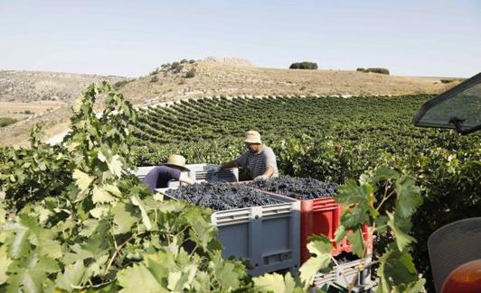 Vendimia en la DO Ribera del Duero. 