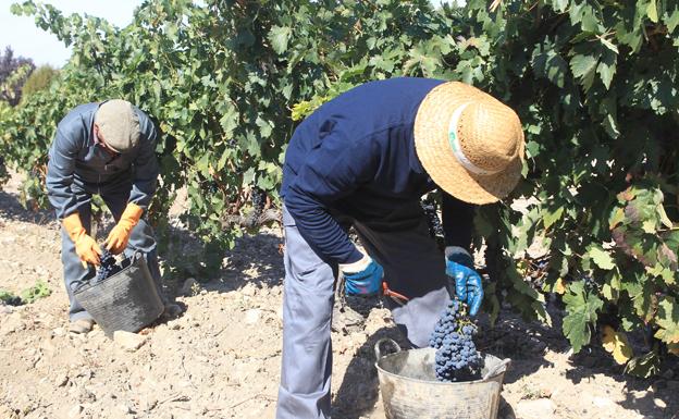 Ribera del Duero cierra la campaña de vendimia con 94,4 millones de kilos de uva