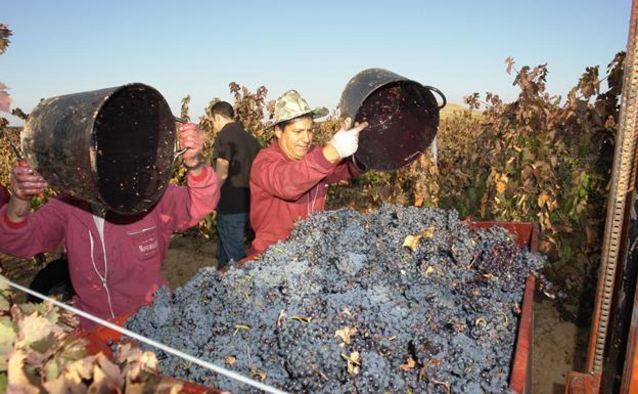 Imagen de archivo de dos inmigrantes ecuatorianos en la vendimia de la Ribera del Duero.