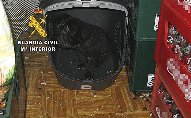 Seprona encontró un cachorro en un transportin rodeado de suciedad, entre botellas. 