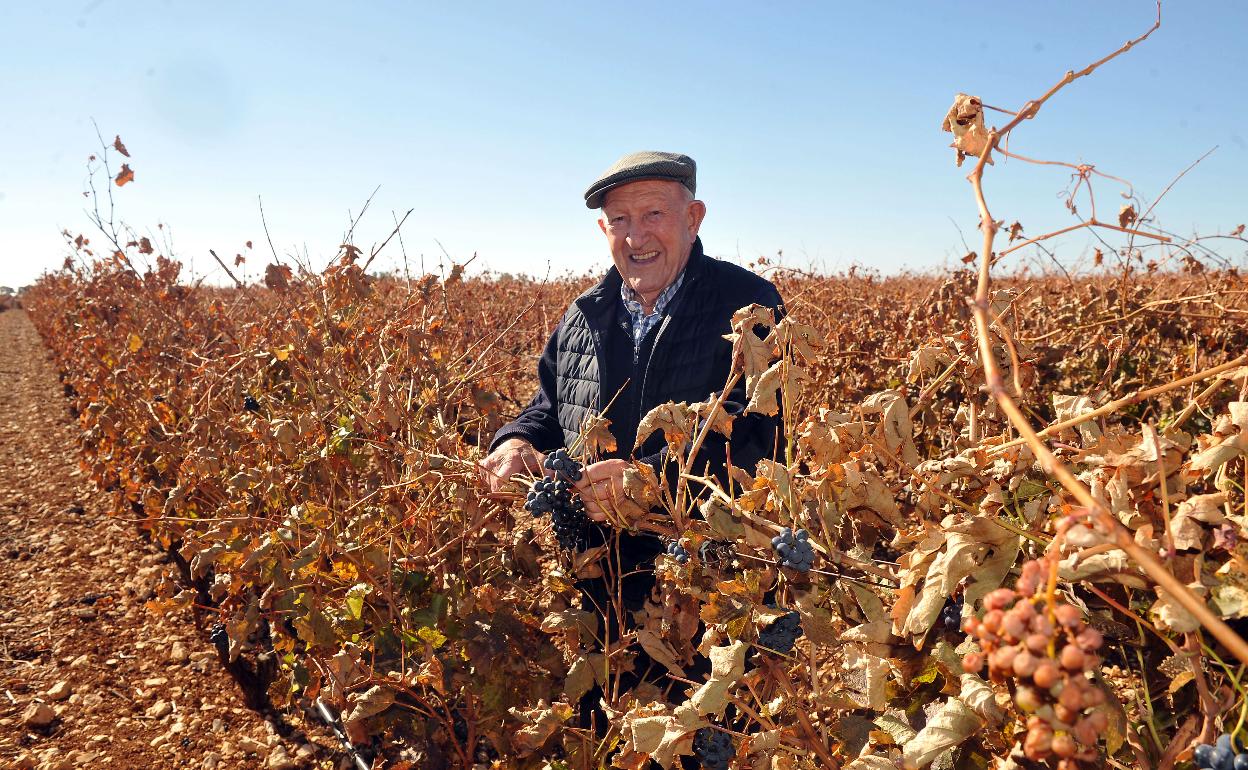 Alejandro Fernández, en la viña del Llano de Santiago en el Monte Alto en Pesquera de Duero. 