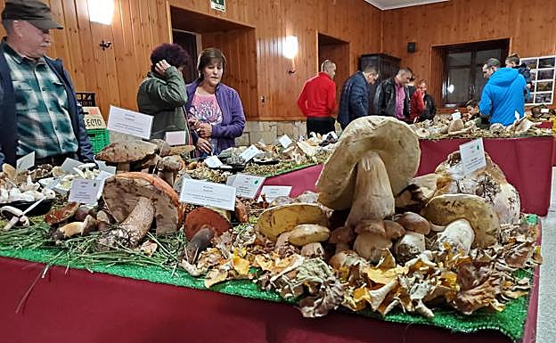 Canicosa de la Sierra vive las setas