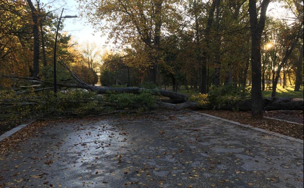 El viento ha provocado la caída de un árbol en La Quinta