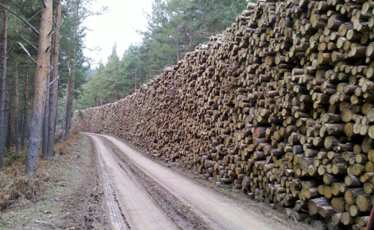 Zona de apilado de madera cercano al bosque. 
