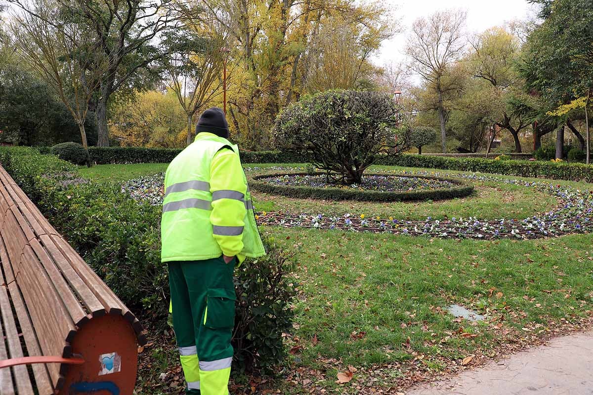 Ya se ha comenzado a actuar sobre el arbolado más envejecido y dañado y se quieren coordinar las actuaciones de los servicios de limpieza de viales y de mantenimiento de jardines. 