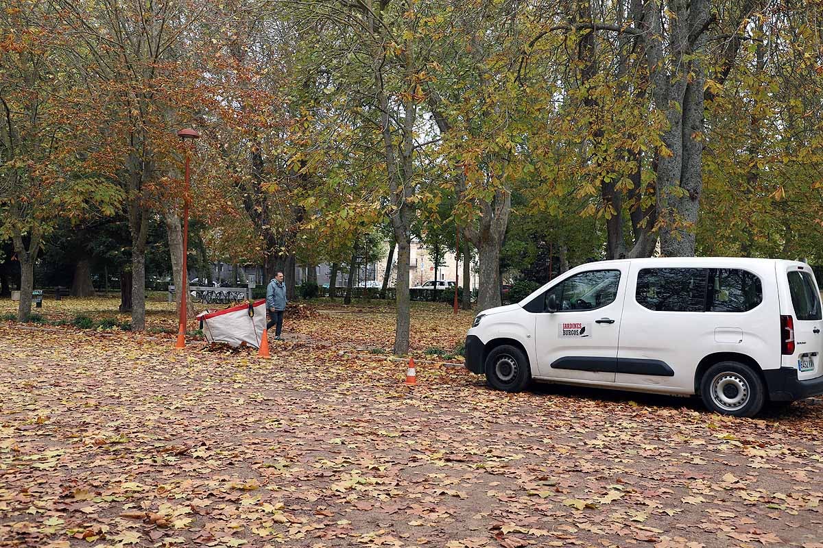 Ya se ha comenzado a actuar sobre el arbolado más envejecido y dañado y se quieren coordinar las actuaciones de los servicios de limpieza de viales y de mantenimiento de jardines. 