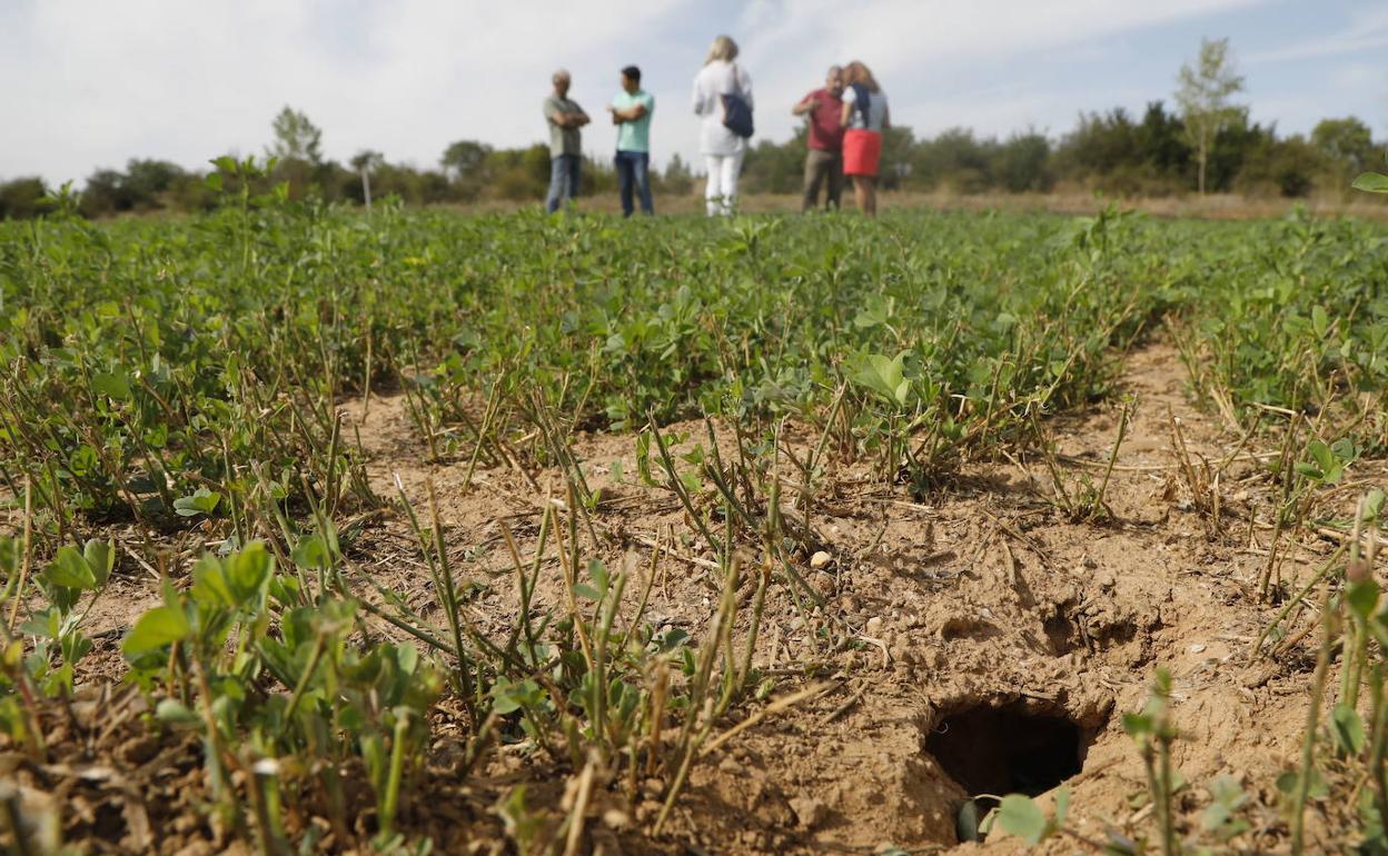 Los daños que generan los topillos en las explotaciones agrarias son cuantiosos