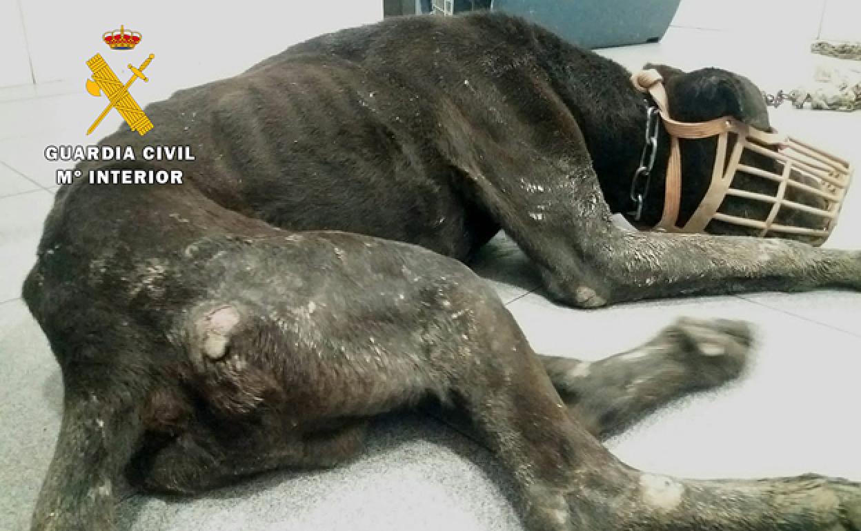 El mal estado en el que se encontraba el perro de raza Shar Pei. 