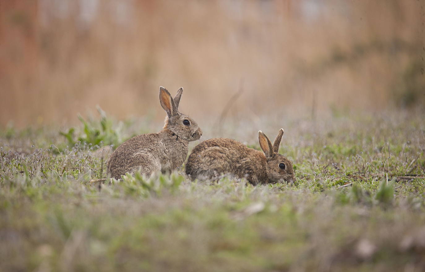 Una pareja de conejos en Parquesol.