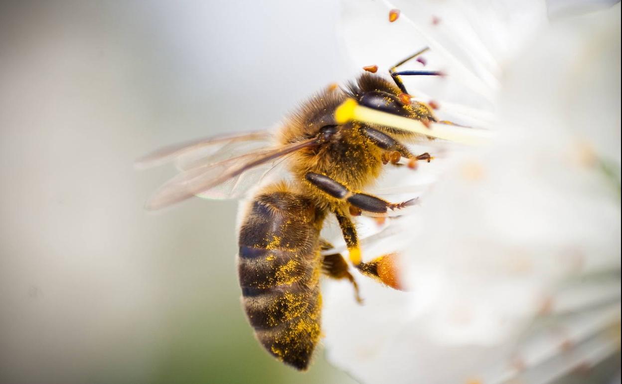 El Parlamento Europeo pide reducir el uso de pesticidas para salvar a las abejas