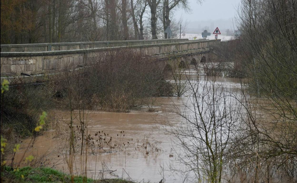 Estado del río Pisuerga a su paso por la localidad de Melgar de Fernamental durante el último temporal. 