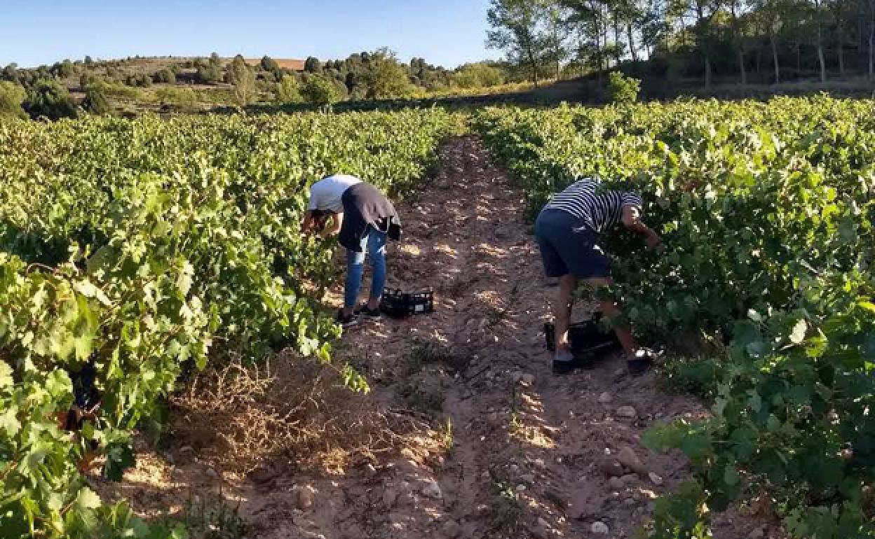 La acción y la resiliencia climática para el sector del vino será la protagonista de la jornada. 