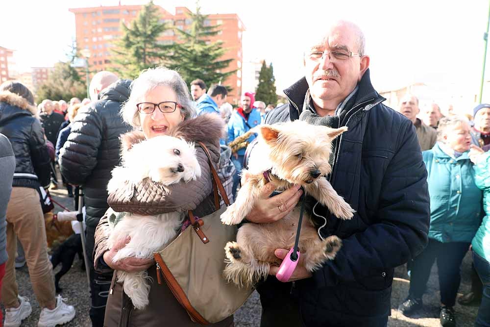 Fotos: Los animales celebran su día con la bendición de San Antón