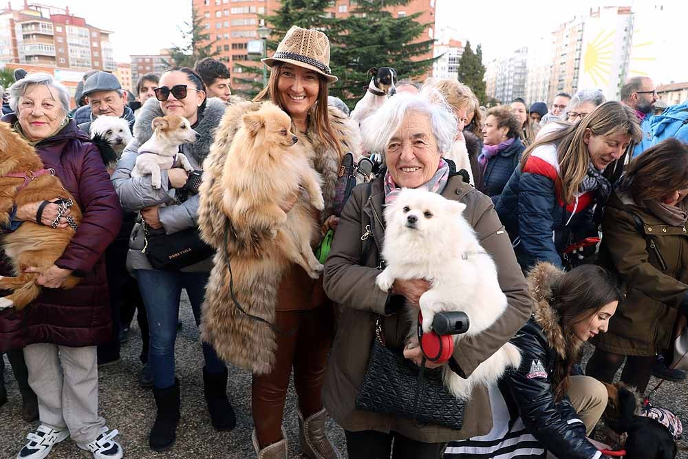 Fotos: Los animales celebran su día con la bendición de San Antón