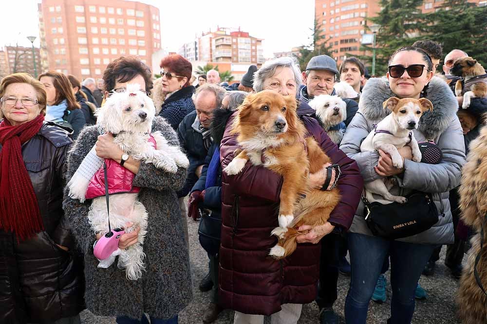 Fotos: Los animales celebran su día con la bendición de San Antón