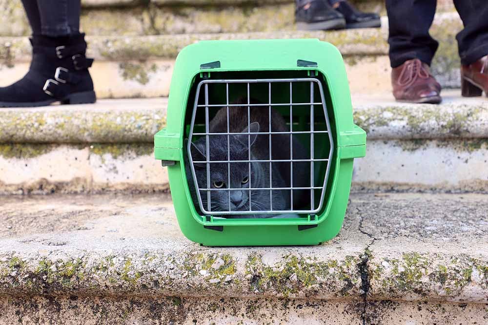 Fotos: Los animales celebran su día con la bendición de San Antón