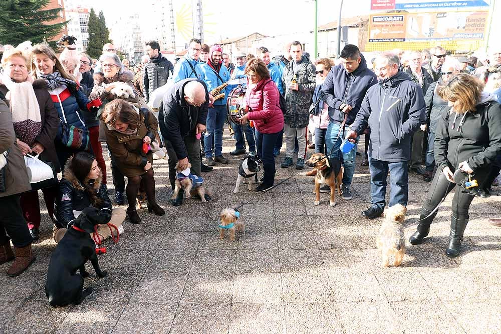 Fotos: Los animales celebran su día con la bendición de San Antón