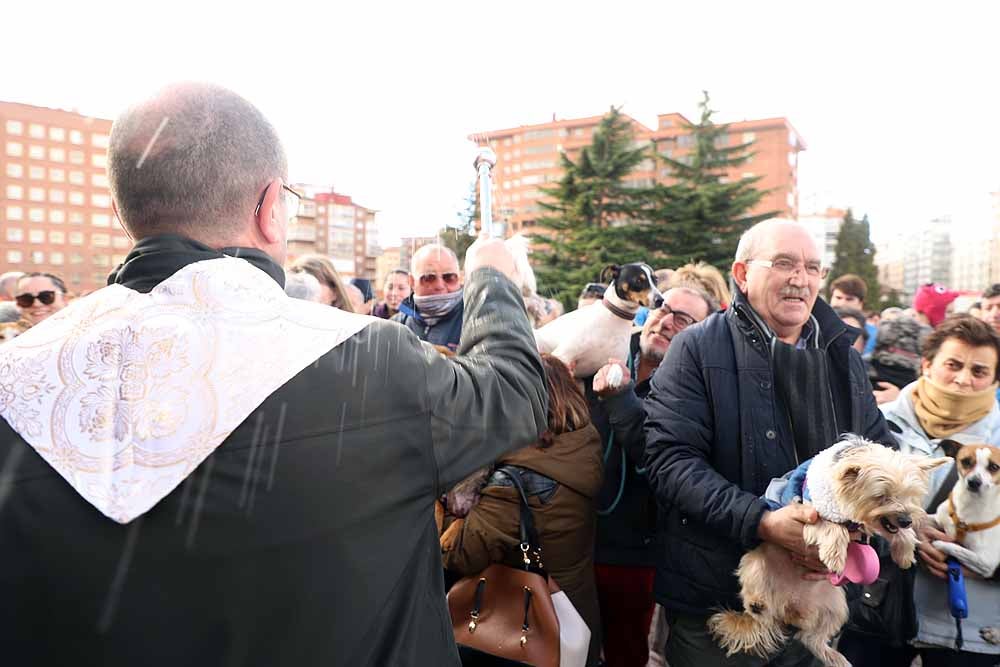 Fotos: Los animales celebran su día con la bendición de San Antón