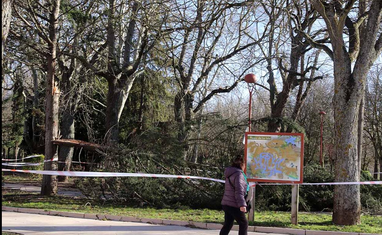 El viento obliga a asegurar zonas con vegetación en riesgo de caída