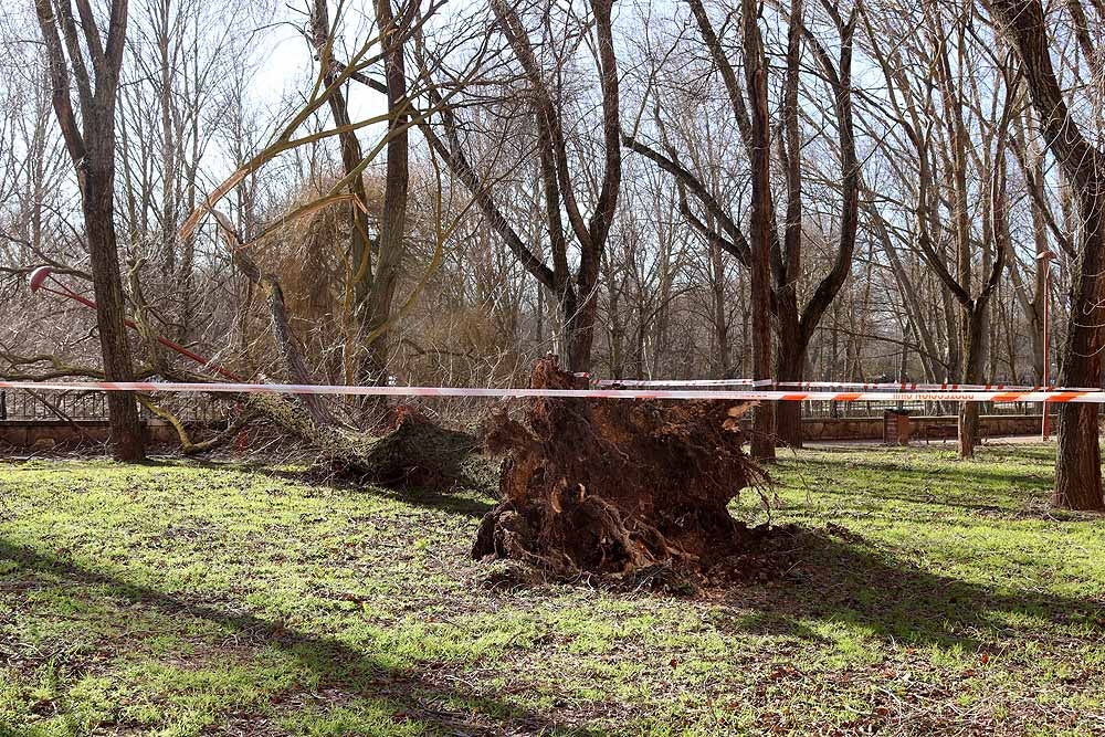 Fotos: El fuerte viento está provocando numerosos incidentes en Burgos