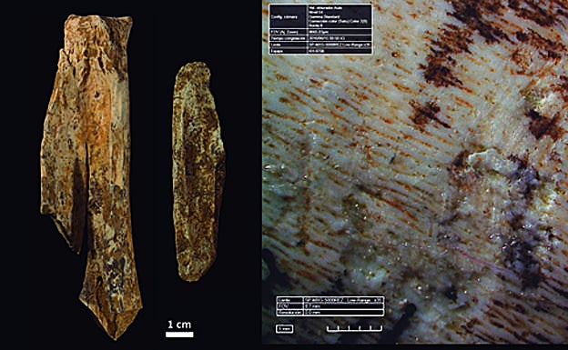 Ejemplos de fragmentos de hueso de animales de talla media fracturados en fresco e imagen microscópica de una marca de percusión sobre hueso de cérvido a 35 aumentos. 