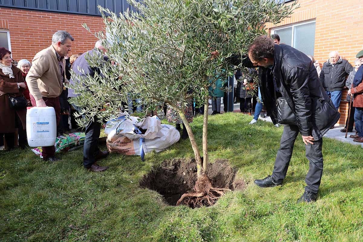 Durante la inauguración oficial se ha plantado un olivo a la puerta del centro. 