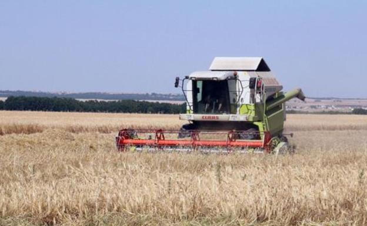 Una cosechadora en Tierra de Campos. 