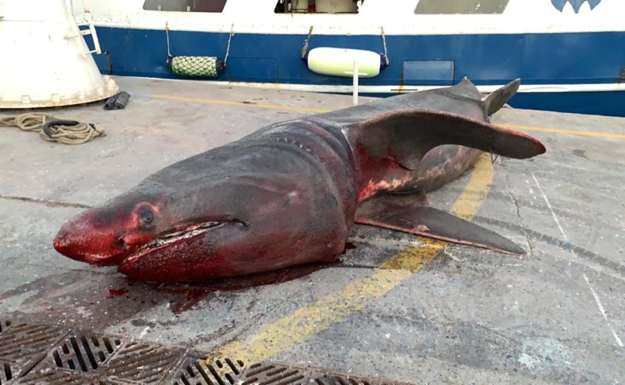 Tiburón peregrino recogido por unos pescadores en Tarragona.