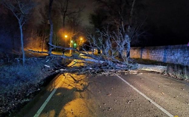 Árbol atravesado en la carretera Fuentes Blancas. 